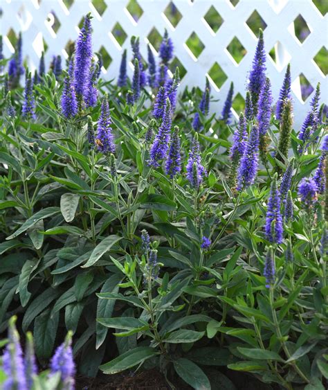 Veronica Skyward Blue Moss Greenhouses