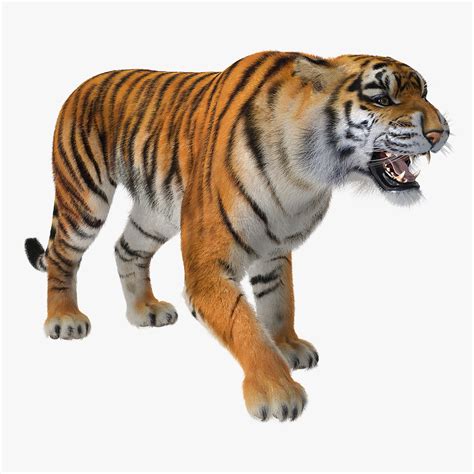 Tiger roar fur 3D model - TurboSquid 1271763