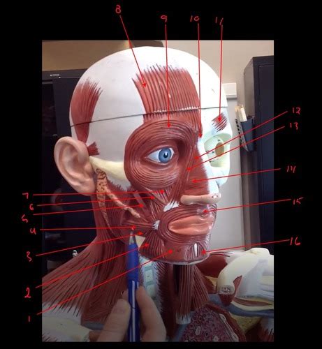 Flashcards Pns Lab Facial Muscles Quizlet