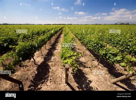 Chile Libertador General Ohiggins Region Colchagua Valley The Wine