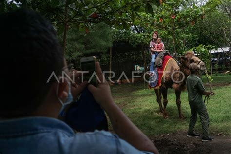 Wisata Edukasi Satwa Batang Dolphins Center Antara Foto