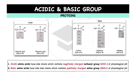 8.-proteins-amino-acids-peptide-bonds.006 – The Theoretical Doctor