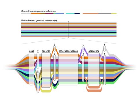 Scientists Unveil The First Human Pangenome A New Frontier In Genomics