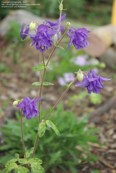 Plantfiles Pictures Aquilegia European Columbine European Crowsfoot