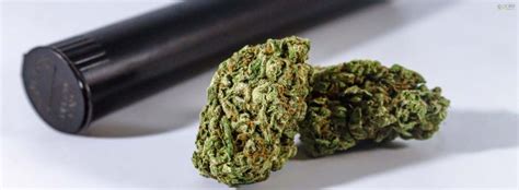 Triangle Mints Strain Information & Complete Review