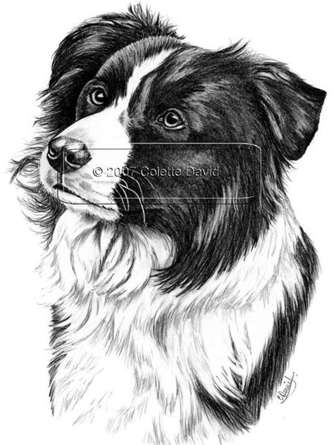 Pencil Drawing Of A Collie Dog Border Collie By Bearnaccessories £500