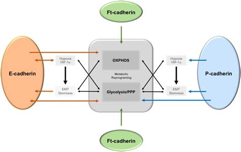 The Crosstalk Between Cell Adhesion And Cancer Metabolism MDPI