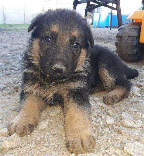 Cachorro ovejero alemán en Tandil - Región 20