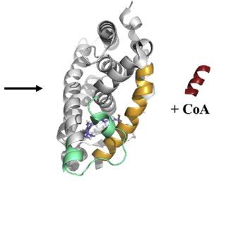 Agonist Induced Conformational Changes And Retinoid X Receptors RXRs