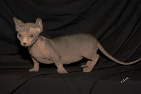 Its So Awful I Want It Its A Minskin Cat A Miniture Cat With