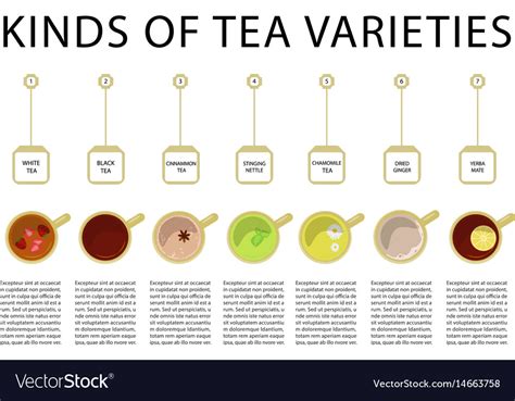 Different Kinds Of Tea Royalty Free Vector Image