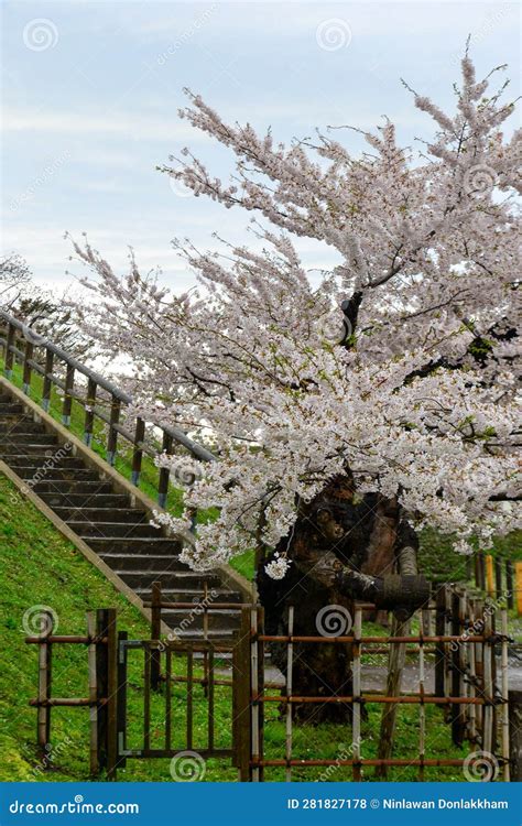 Cherry Blossom of Goryokaku Park, Hakodate, Japan Stock Photo - Image ...