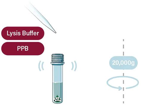 Galenvs Pr Plant Rna Extraction Kit User Guide