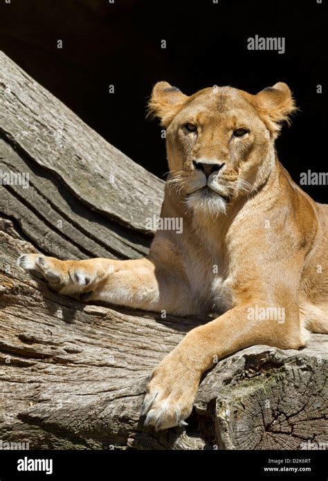 Lion Panthera Leo Stock Photo Alamy