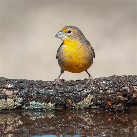 Premium Photo Saffron Finch Sicalis Flaveola La Pampa Argentina