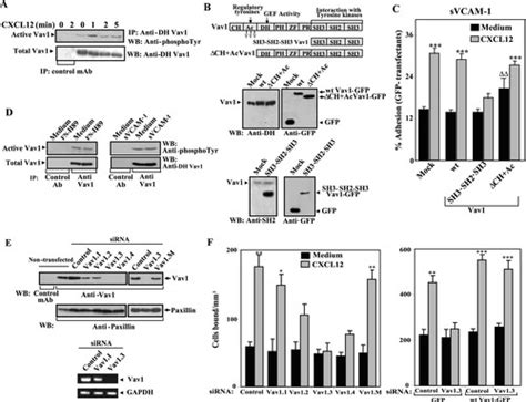 Vav1 And Rac Control Chemokine Promoted T Lymphocyte Adhesion Mediated