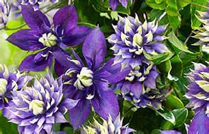 Clematis Acheter Bulbes Directement De Hollande Dutch Bulbs