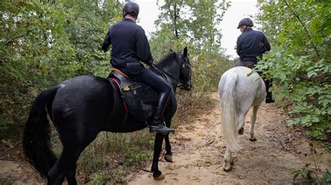 Bosco Della Droga Sempre Fiorente Anche I Carabinieri A Cavallo