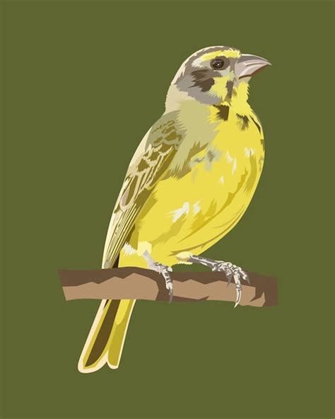 Ilustración vectorial pájaro canario burung kenari Vector Premium