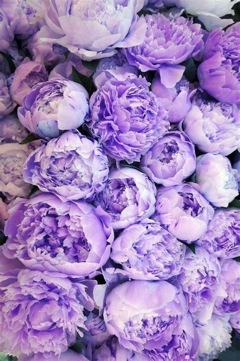 Lavender peonies | Colors colours My Flower, Flower Garden, Beautiful Flowers, Peonies Garden ...