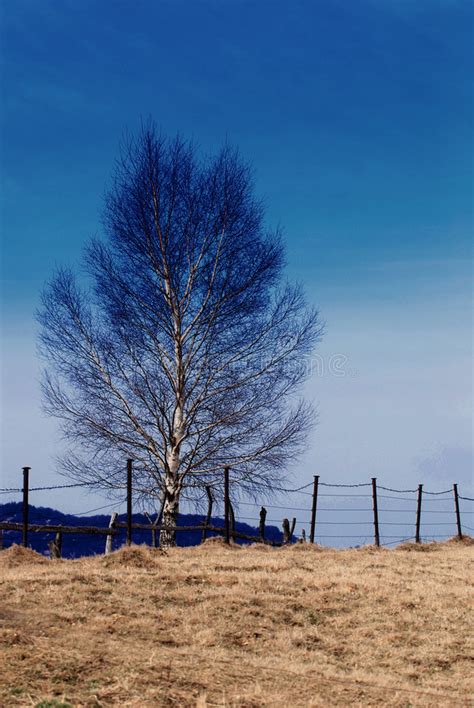 Arbre De Bouleau En Hiver Image Stock Image Du Hiver 2088771