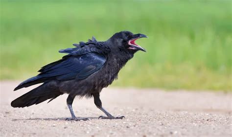 Crow Screaming Stock Photos Royalty Free Crow Screaming Images