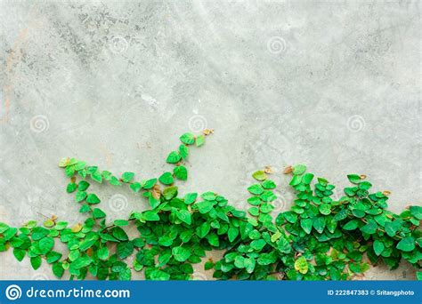 Climbing fig on wall stock image. Image of plant, exterior - 222847383