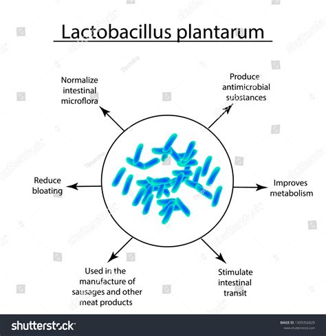 Useful Properties Lactobacillus Probiotic Lactobacillus Plantarum Stok