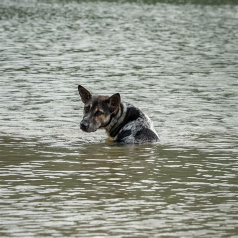 Emergenza alluvione il team di campo della Fondazione Cave Canem è