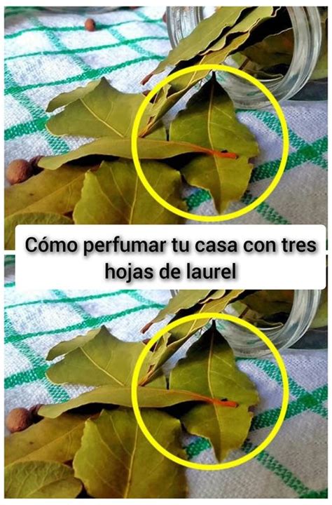 Cómo perfumar tu casa con tres hojas de laurel Salud