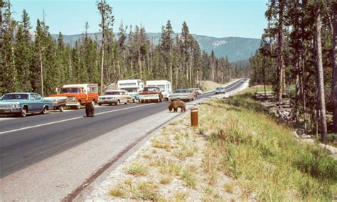 Panhandling Bears Lingered By The Roadsides Knowing People Would Stop