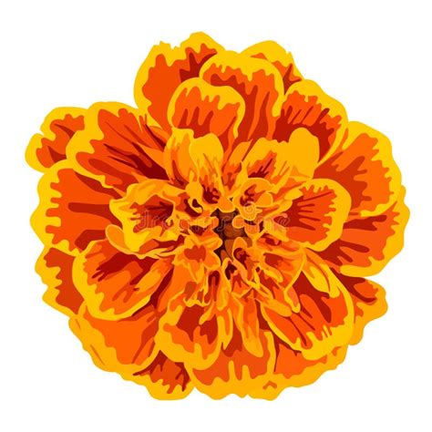 Marigold Flower Stock Illustrations 17921 Marigold Flower Stock