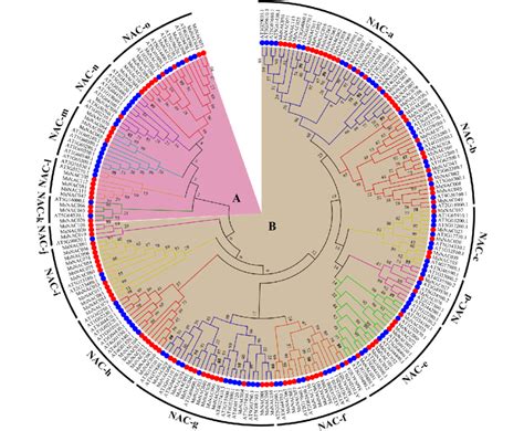 Phylogenetic Tree Of Nac Proteins From Alfalfa And Arabidopsis The