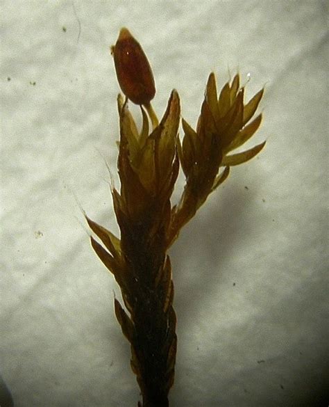 Grimmia Bicolor