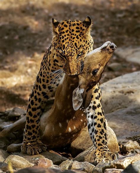 Leopard killing deer : r/natureismetal