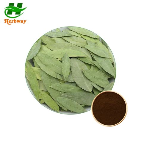 Water Soluble Senna Leaf Extract Cassia Angustifolia Vahl