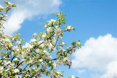 Ramo De Flor De Cerejeira Branca Em Frente A Um C U Azul Foto Premium