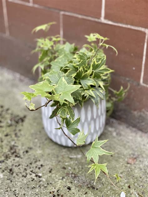 Hedera Helix Variegata Bluszcz Jungle Boogie