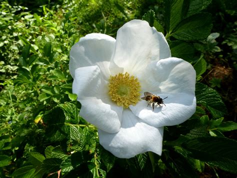 Rosa Rugosa Alba Wei E Apfel Rose