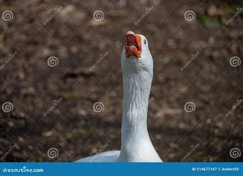 Angry, Hissing White Embden Goose Stock Image - Image of beak, isolated ...