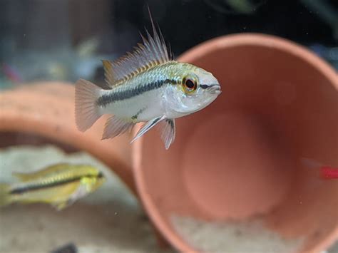 Apistogramma Trifasciata Pair Tristan S Tropical Fish