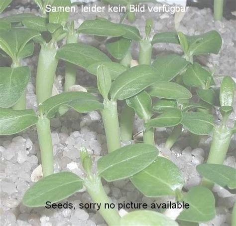 Euphorbia Grandicornis Seeds Uhlig Kakteen More Than