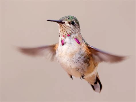 Calliope Hummingbird Ebird