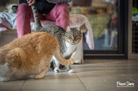 Les Animaux L Adoption Refuge De L Angoumois Spa De Mornac