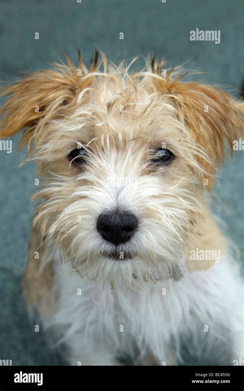 Long Haired Jack Russell Terrier Puppies For Sale Best Sale | dakora.com.co