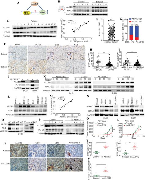 ALDH2 Upregulated PDL1 Expression In Vitro And In Vivo A The