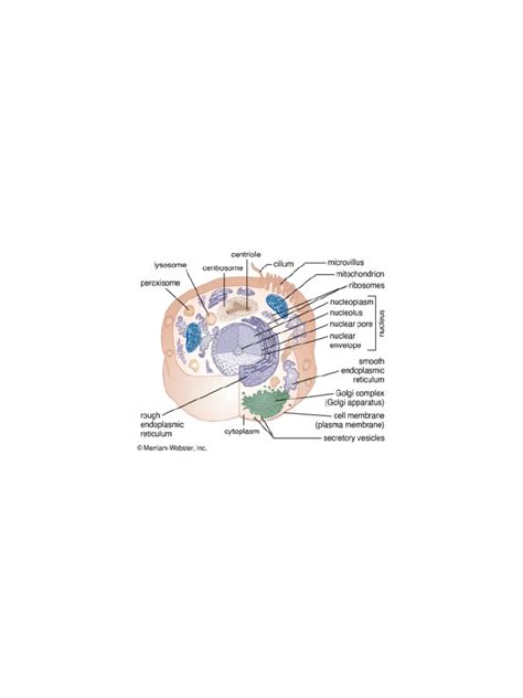 Cell Definition Types Functions Diagram Division Theory And Facts Britannica Pdf