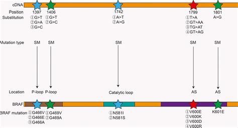 Braf Mutation And Its Inhibitors In Sarcoma Treatment Liu