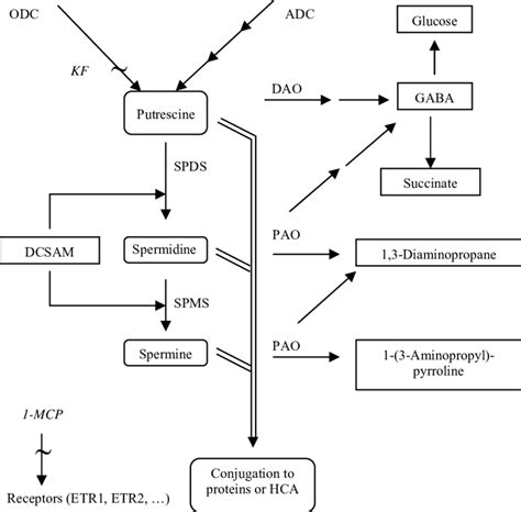 Part Of The Biosynthetic And Catabolic Pathways Of Polyamines In Plants