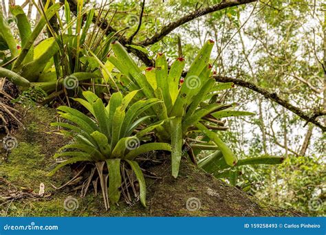 Bromeliads At Tree Trunk From Brazilian Rainforest Stock Image Image Of Moss Earth 159258493